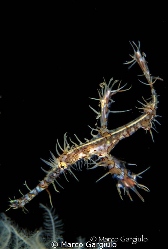 Pipefish by Marco Gargiulo 