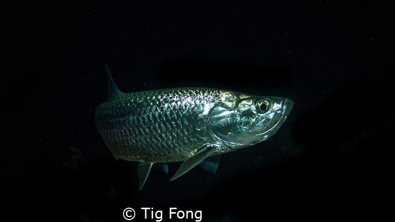 Tarpon at night. by Tig Fong 