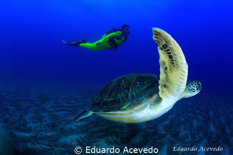 Green tortoise by Eduardo Acevedo 