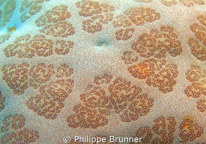 Sea star's skin by Philippe Brunner 