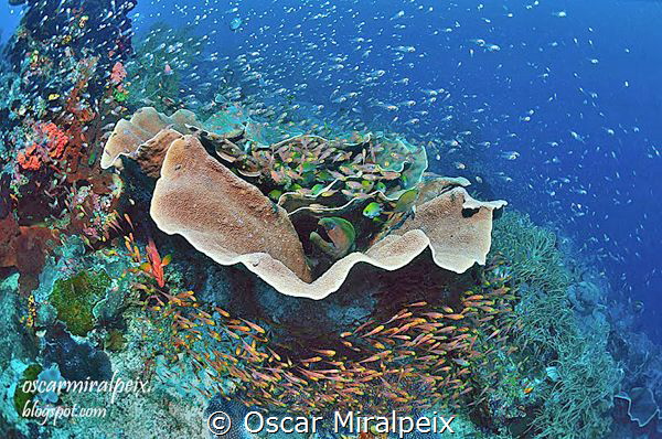 moray eel home by Oscar Miralpeix 