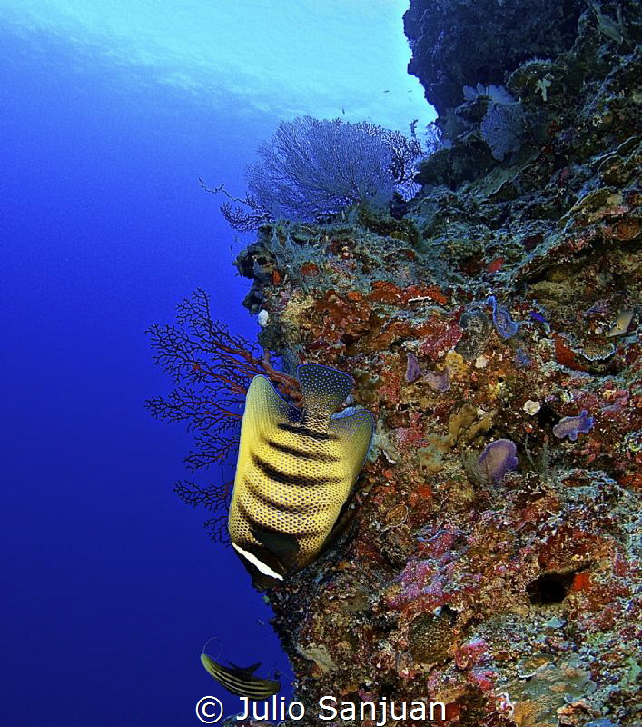 Angelfish by Julio Sanjuan 