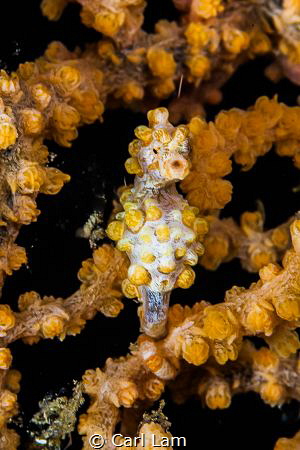 pigmy seahorse by Carl Lam 