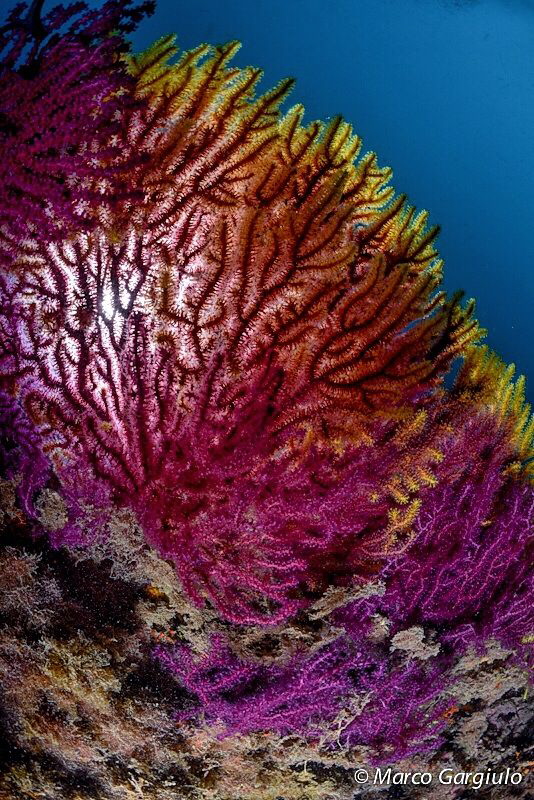 Seafan in Tremiti Island by Marco Gargiulo 