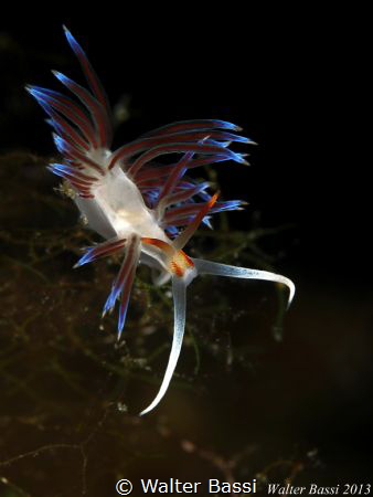 Cratena peregrina by Walter Bassi 