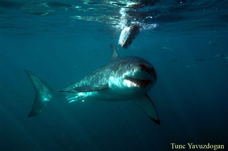 Great White taken from a cage in SA dyer island ,Gansbaai. by Tunc Yavuzdogan 