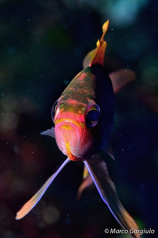 Anthias anthias by Marco Gargiulo 