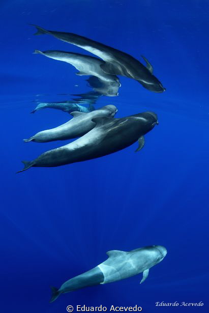 Pilot Whales Los Gigantes by Eduardo Acevedo 