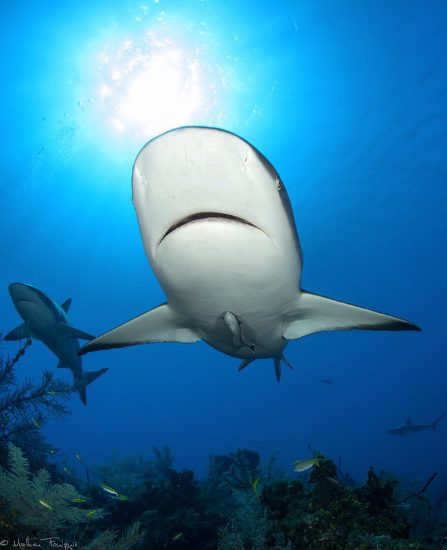 Carcharhinus perezi by Mathieu Foulquié 