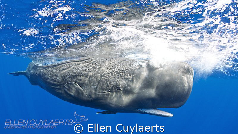 The motion of the ocean... by Ellen Cuylaerts 