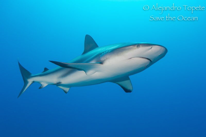 Shark in Blue, Gardens of the Queen, Cuba by Alejandro Topete 