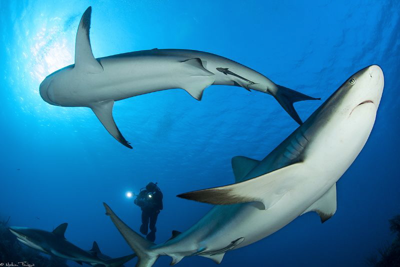 surrounded by Mathieu Foulquié 