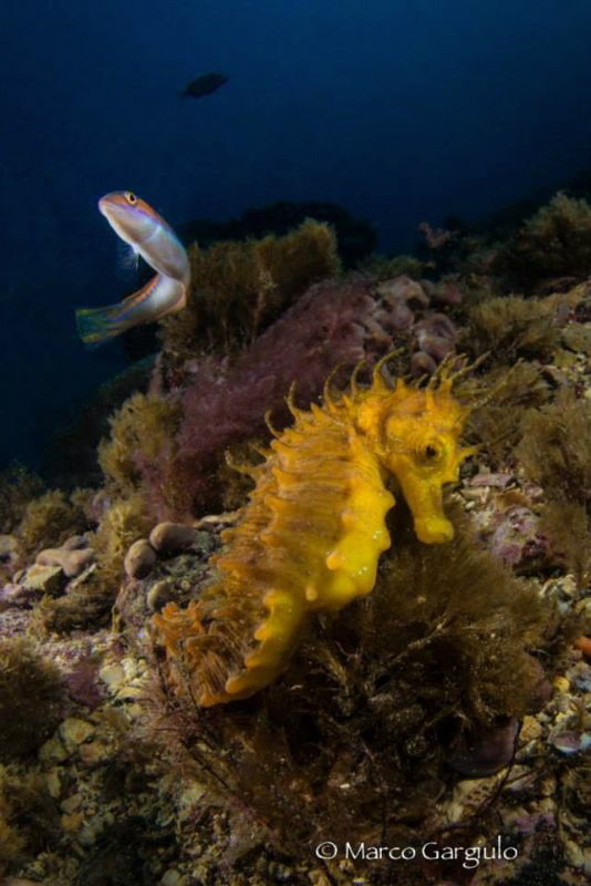 Yellow Seahorse & friend by Marco Gargiulo 