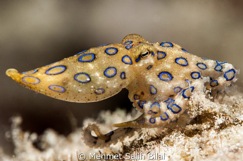 Blue ringed octopus in Raja Ampat. by Mehmet Salih Bilal 