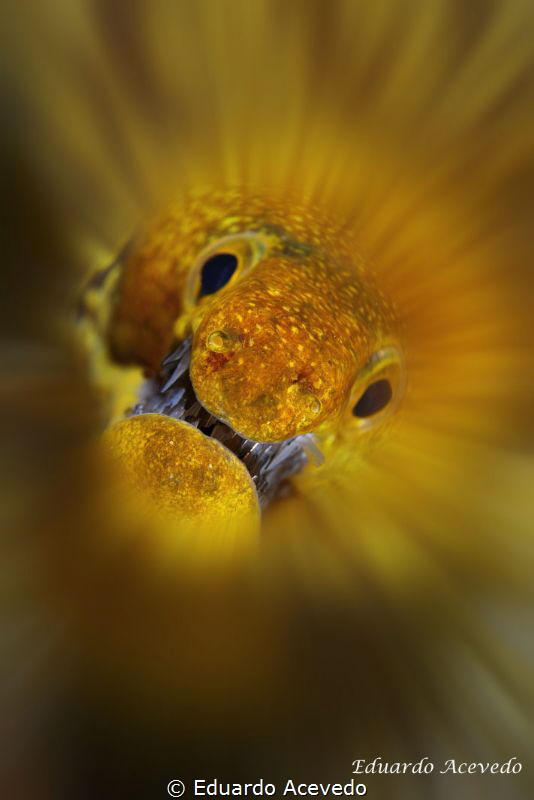 Picopato zooming by Eduardo Acevedo 