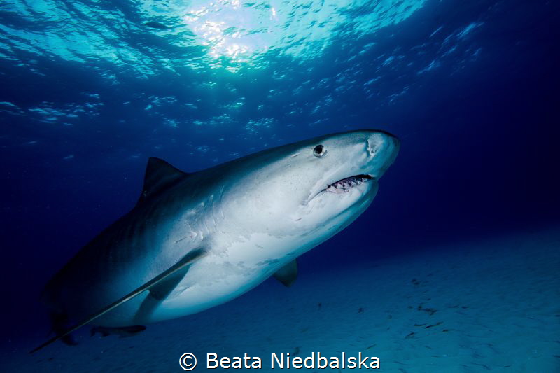 Isn't he amazing! by Beata Niedbalska 