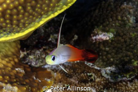 taken in Bunaken marine park by Peter Allinson 