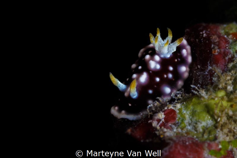 The nudi was a beauty! Goniobranchus geometricus taken at... by Marteyne Van Well 