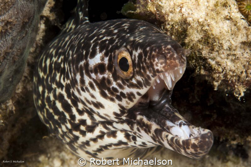 My, what big teeth you have by Robert Michaelson 