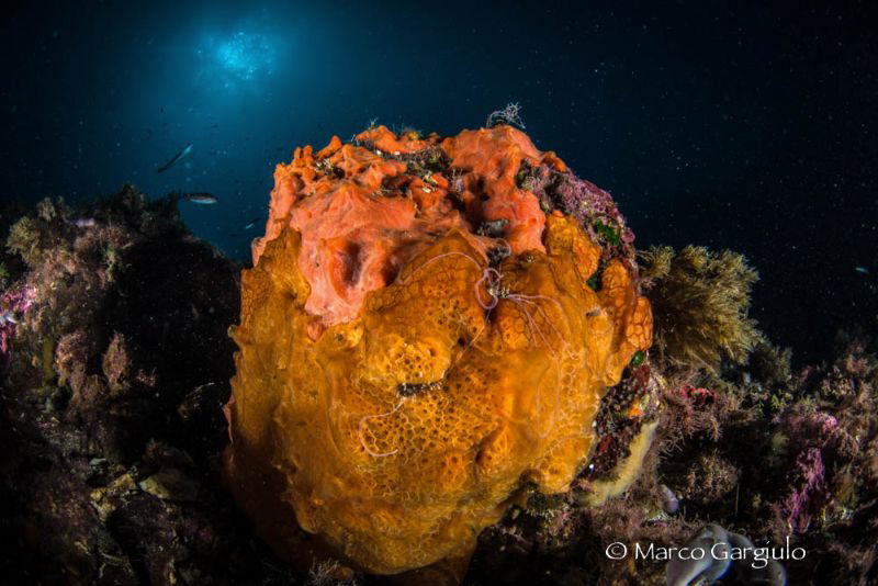 Sponge-Ball by Marco Gargiulo 