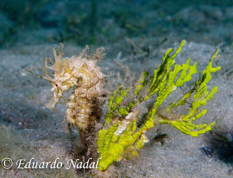 seahorse by Eduardo Nadal 