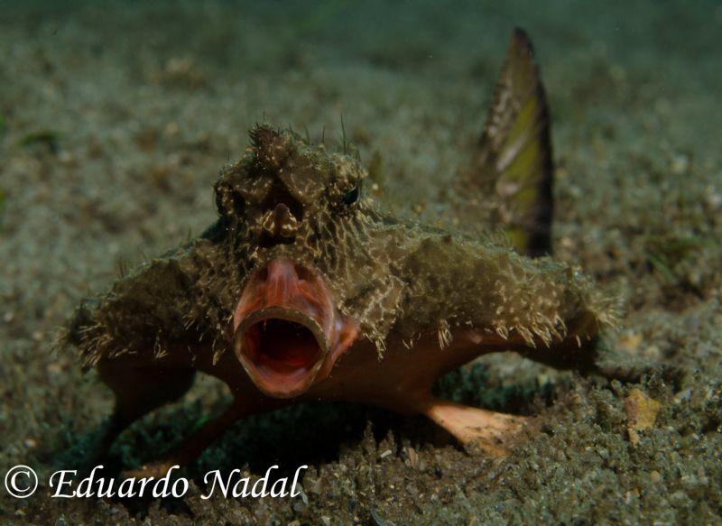 batfish by Eduardo Nadal 