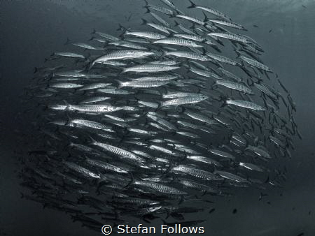 "Don't follow the path. Go where there is no path and sta... by Stefan Follows 