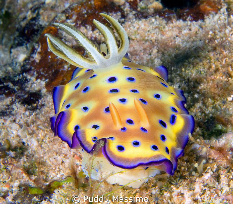 Lombok,nikon D2x 60 micro by Puddu Massimo 
