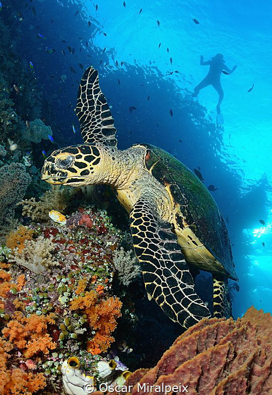 turtle by Oscar Miralpeix 