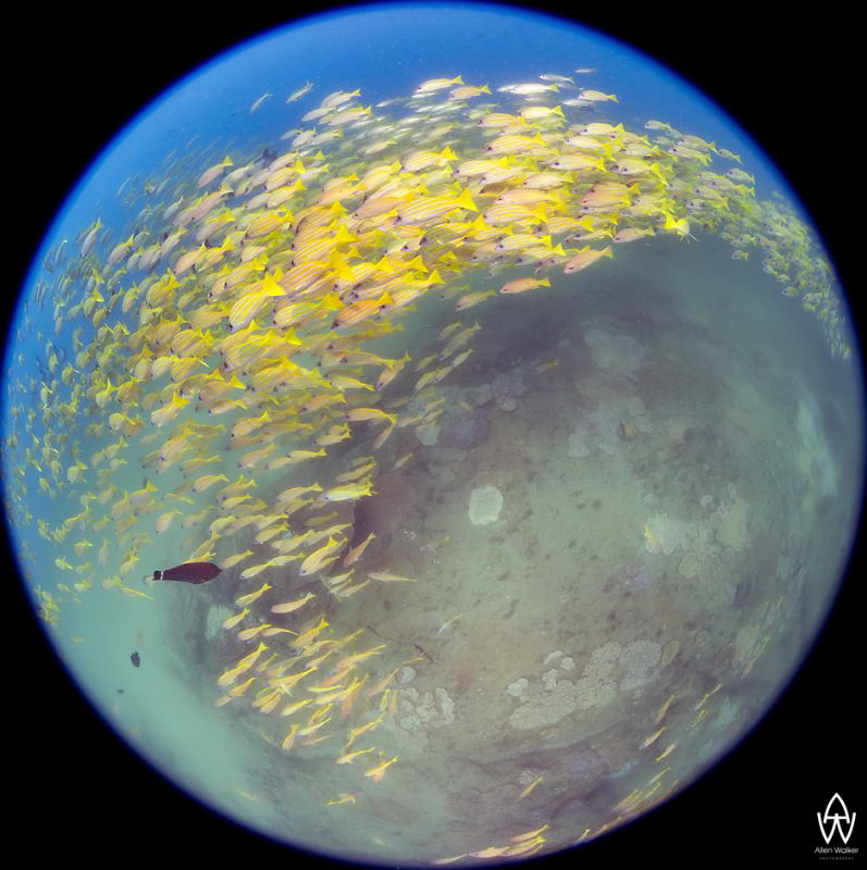 Circles of Life #18 - Ocean Planets by Allen Walker 