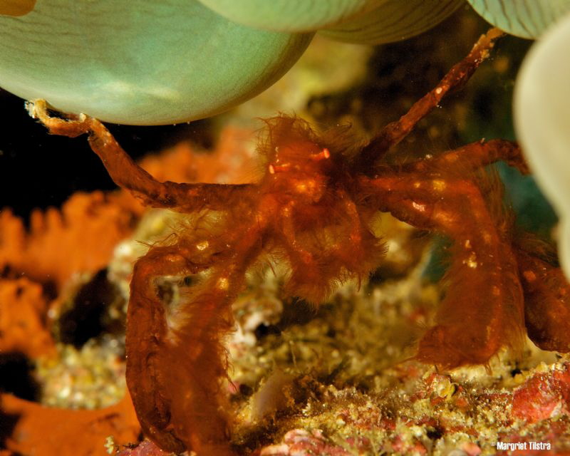 Body building Orangutan crab
Nikon D80, Ikelite housing ... by Margriet Tilstra 
