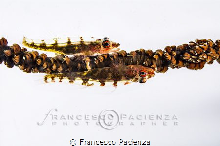 [:b:]Gobies[:/b:] by Francesco Pacienza 