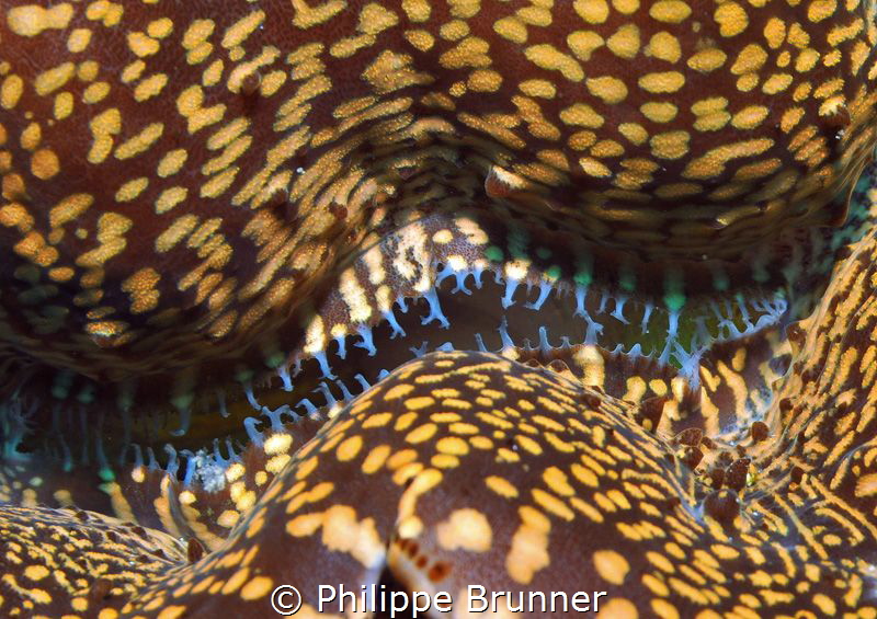 Mouth of a clam by Philippe Brunner 