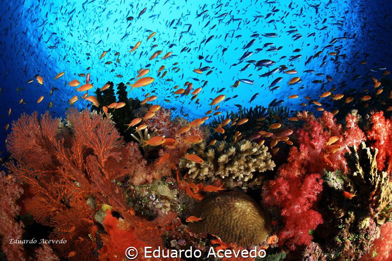 Colors by Eduardo Acevedo 