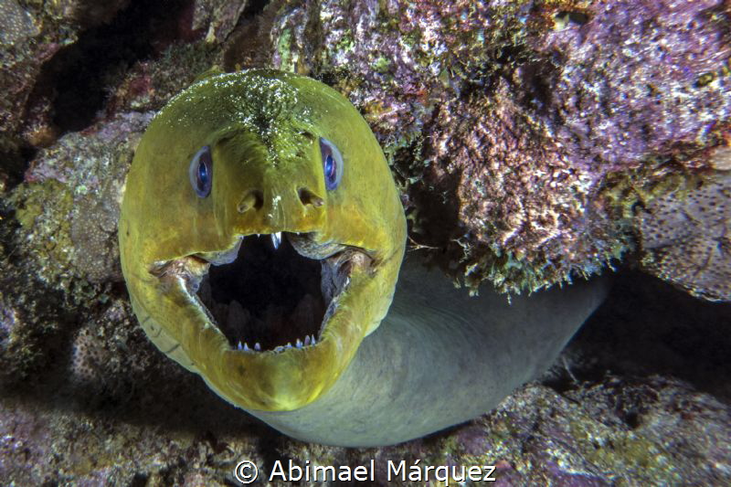 Green Moray 2 by Abimael Márquez 
