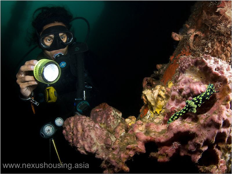 Tulamben nudies. by Gregory Sin 