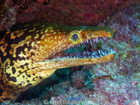 Nasty critter, in spanish called picopato. Never friendly... by Erna Lucas 