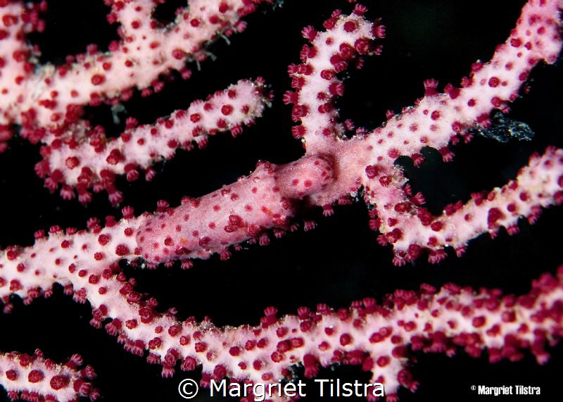 Perfectly camouflaged
Nikon D80, Ikelite housing + two I... by Margriet Tilstra 