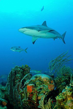 Roatan, Honduras. by Shawn Jackson 
