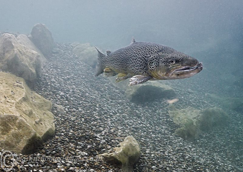 Trout.
Jackdaw quarry, Lancs.
Water temp = 5'C. by Mark Thomas 