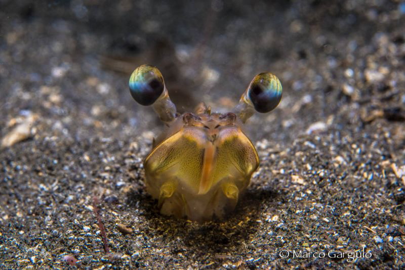 Paeneus kerathurus by Marco Gargiulo 