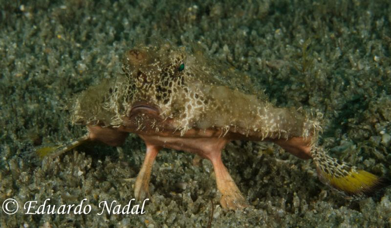 batfish by Eduardo Nadal 