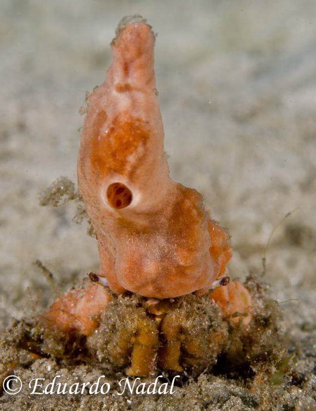 crab by Eduardo Nadal 