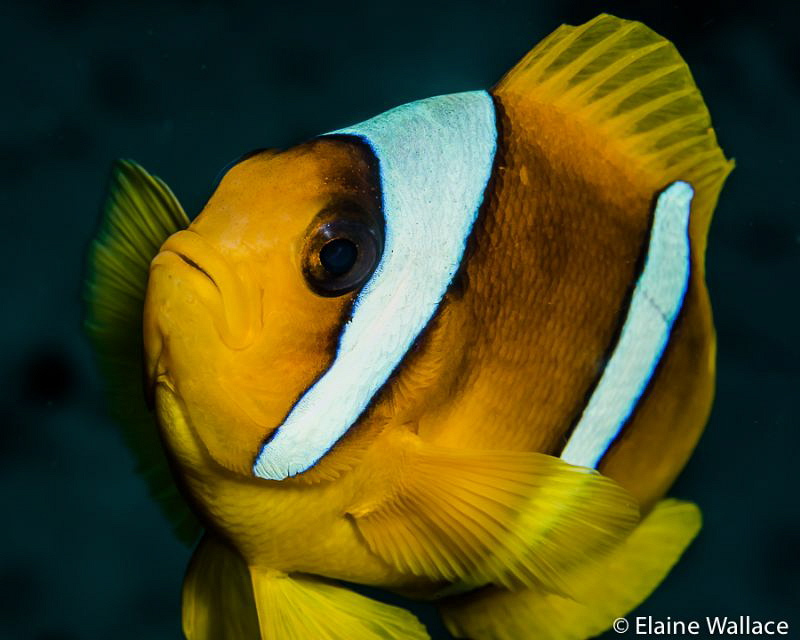 2 banded anemone fish, no crop necessary as either challe... by Elaine Wallace 