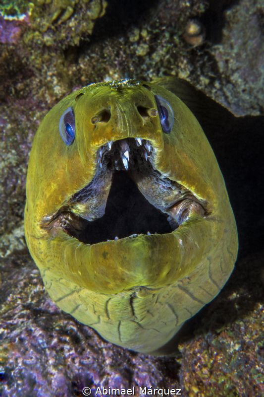 Green Moray 3 by Abimael Márquez 