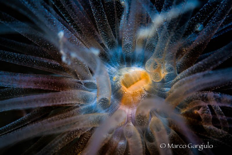 Alicia mirabilis, night dive by Marco Gargiulo 