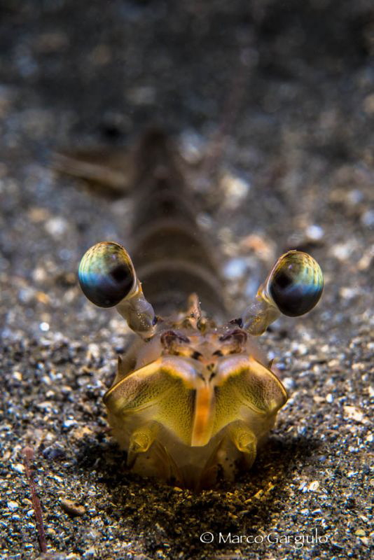 Paeneus keraturus #2 by Marco Gargiulo 