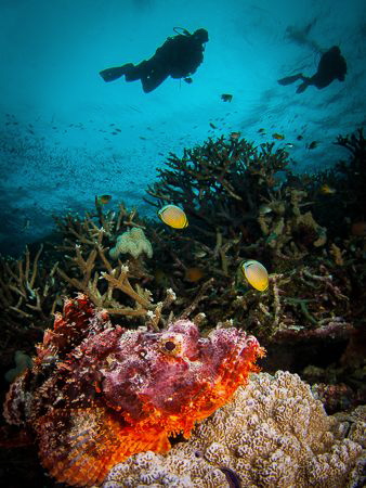 Scorpionfish let you get very close to focus- here about ... by Steven Miller 
