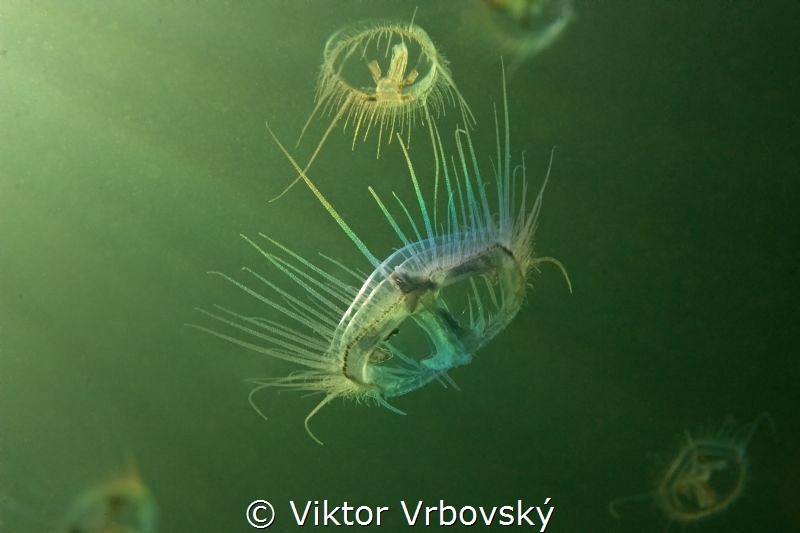 Freshwater Jellyfish (Craspedacusta sowerbii) by Viktor Vrbovský 