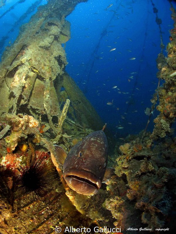 Grouper on the "Joker" wreck by Alberto Gallucci 